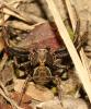 Xysticus sp.